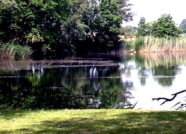 Ferienwohnungen Im Kunst.Haus Am See Doberlug-Kirchhain Ngoại thất bức ảnh